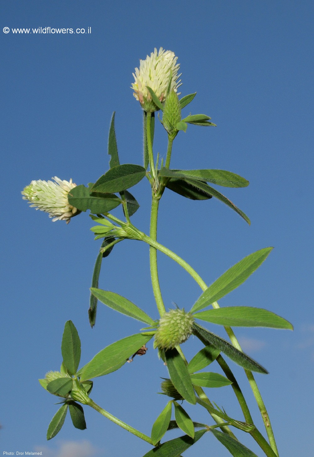 Trifolium berytheum 